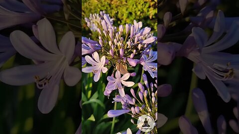 Tranquil Serenity - Lily of the Nile in Harmonious Bliss