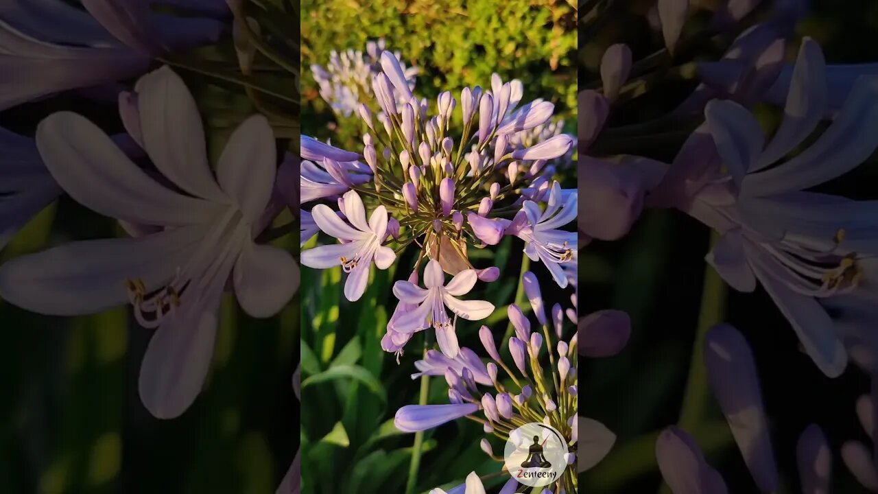 Tranquil Serenity - Lily of the Nile in Harmonious Bliss