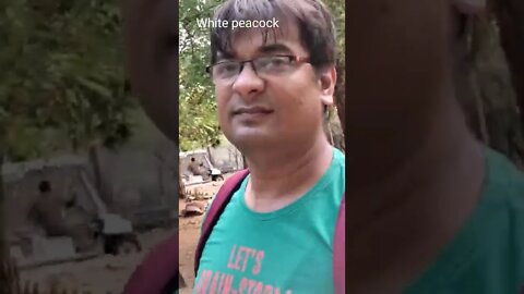 Beautiful white Peacock video,#Shorts,#Whitepeacock,#bird,#birdlovers,#birdlovers