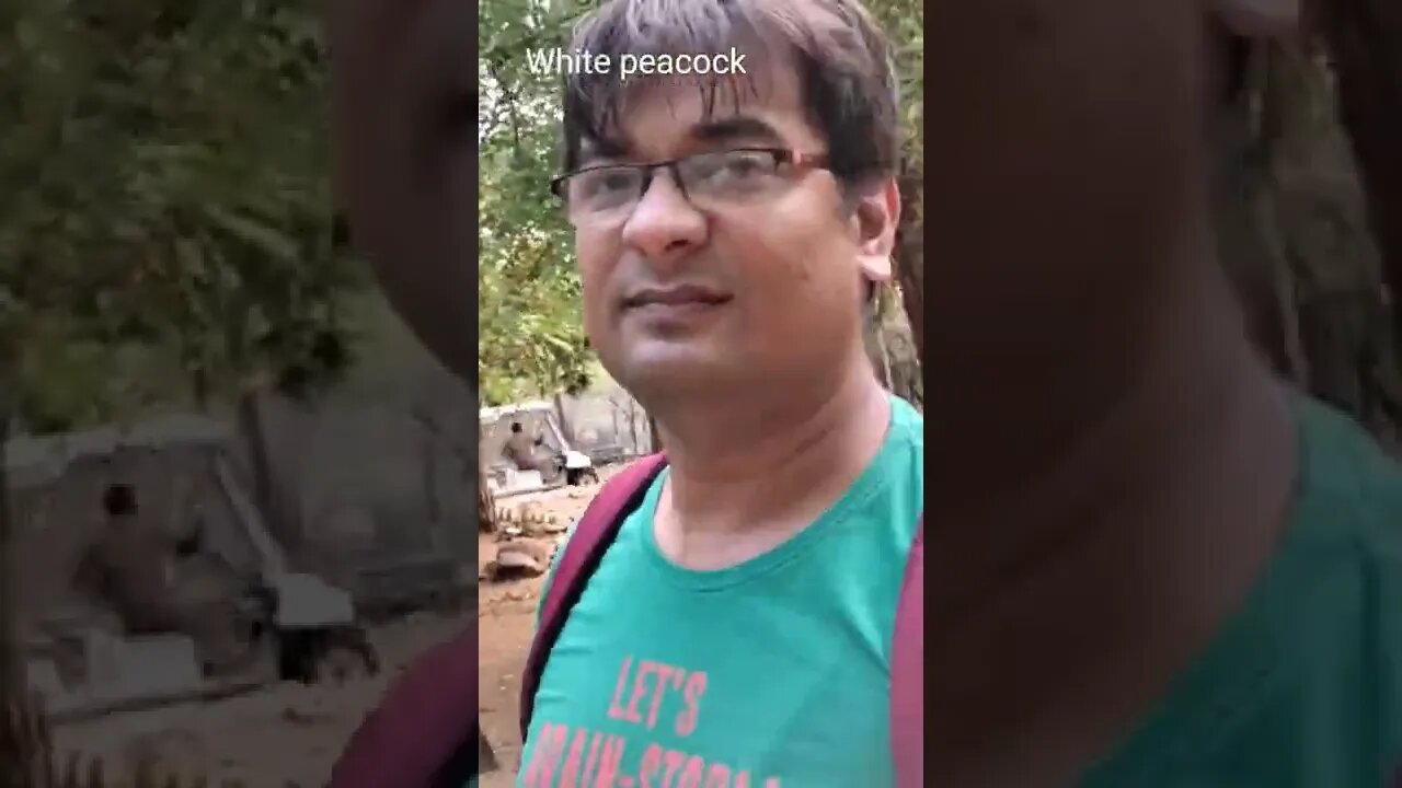 Beautiful white Peacock video,#Shorts,#Whitepeacock,#bird,#birdlovers,#birdlovers