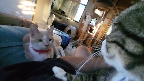 Trixy&the new kitty