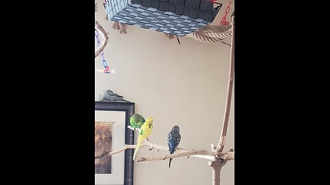 9 Excited Parakeets