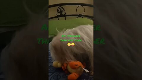 YUKI & HIS TIGER TOY