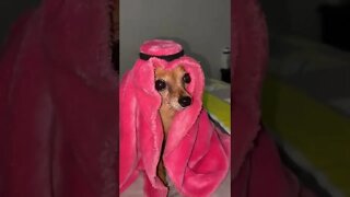 O cachorro mais rico do mundo 🤣🤣🤣