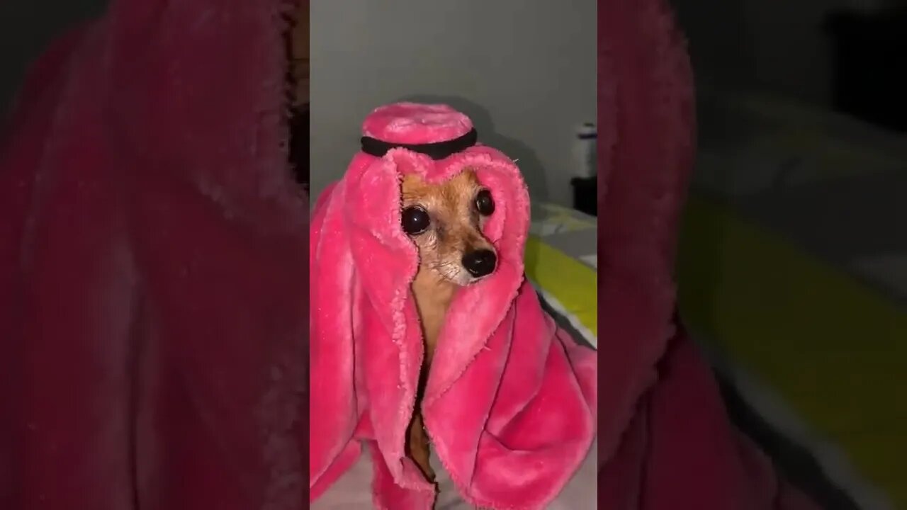 O cachorro mais rico do mundo 🤣🤣🤣