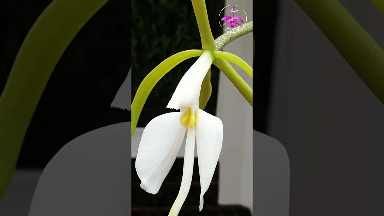 😍🥳NIGHT LIFE Orchid | EXOTIC is an understatement! Epidendrum parkinsonianum #ninjaorchids #shorts