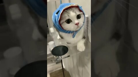 funny cat videos | cute cat videos| cute animals funny cats #shorts #shortsfunny #cutecat #funnycat