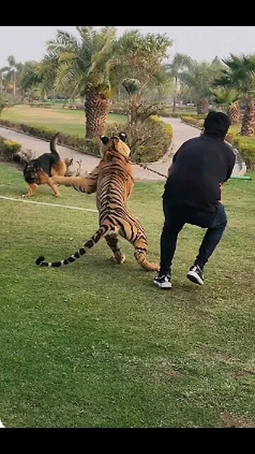 Siberian tiger the lifeless dog away,Tragic Turn of Events