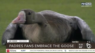 Padres fans embrace the goose