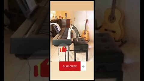 Music Cat | Cute Cat #meaw