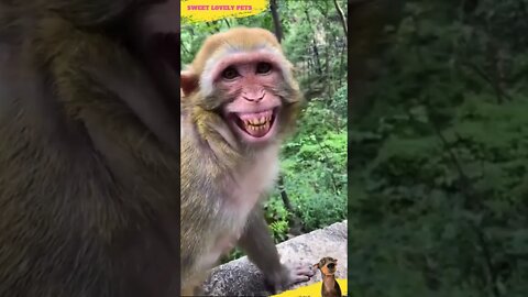 Look at funny Joke 🐵 with the Mouse 🐭 #Shorts