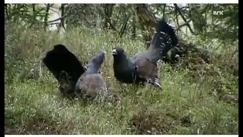 Is this Hens?