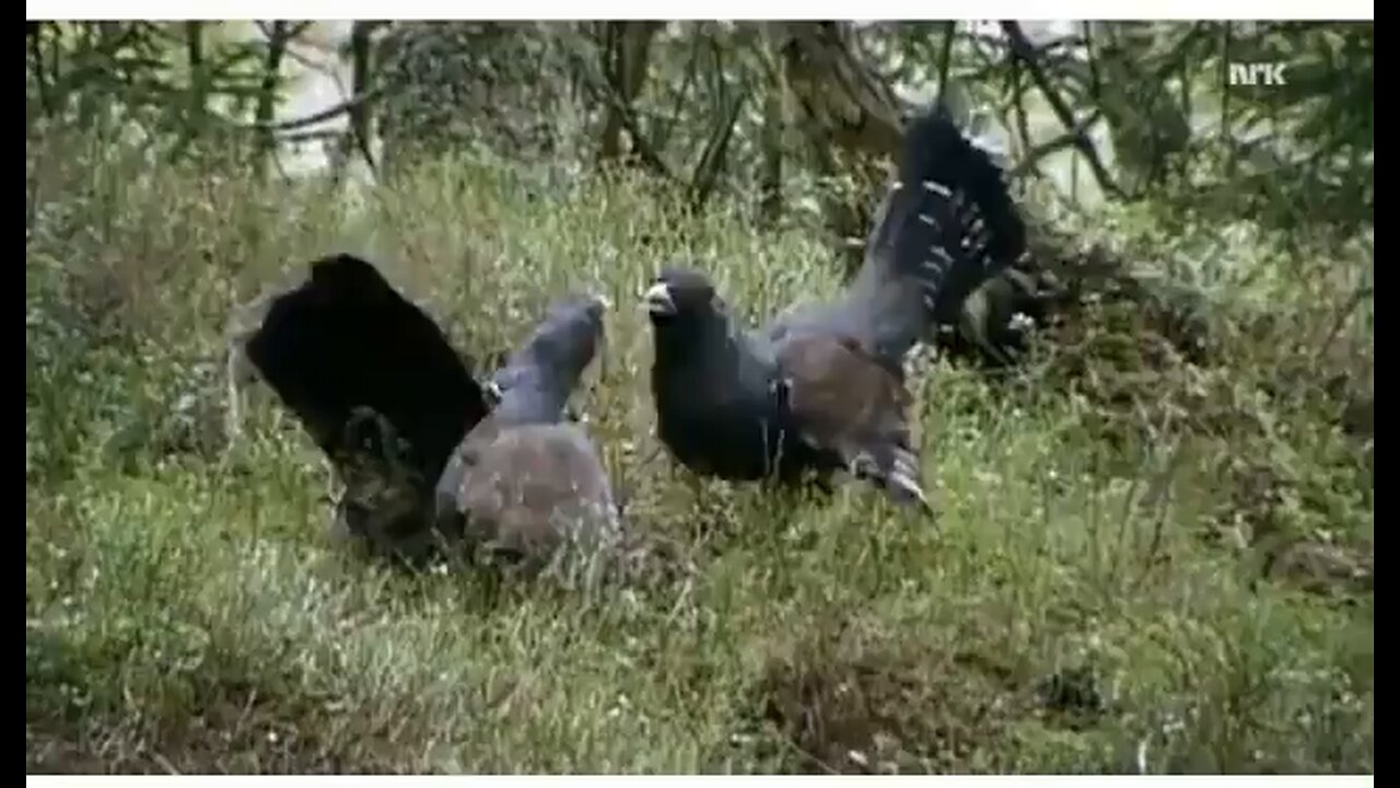 Is this Hens?