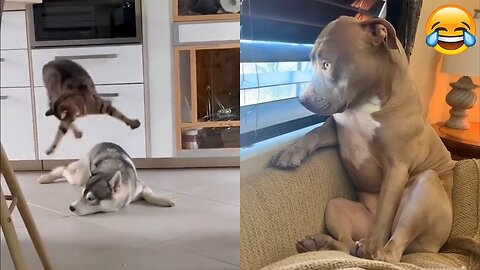 Funny Animals Videos 2022🤣-Best Cats and Dogs videos ☝🏻😂