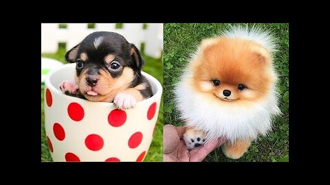 Funniest Confused Dogs Compilation 2024