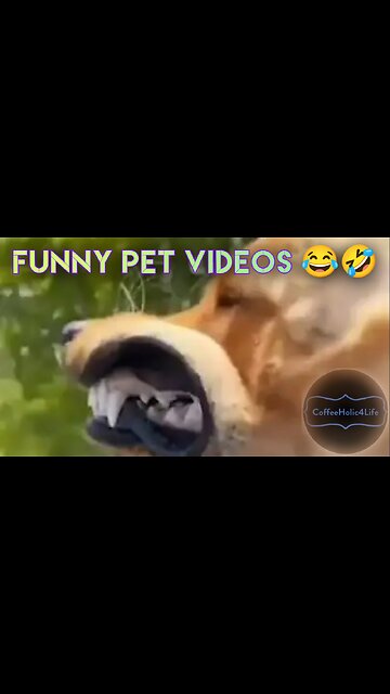Funny pet videos 😂🤣