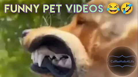 Funny pet videos 😂🤣
