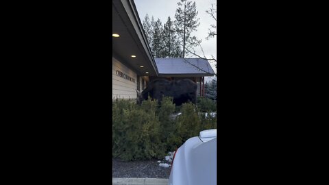Moose on the loose