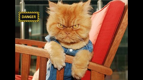 CAT FGHIT COMPILATION VIDEO 4K 2023😲😲