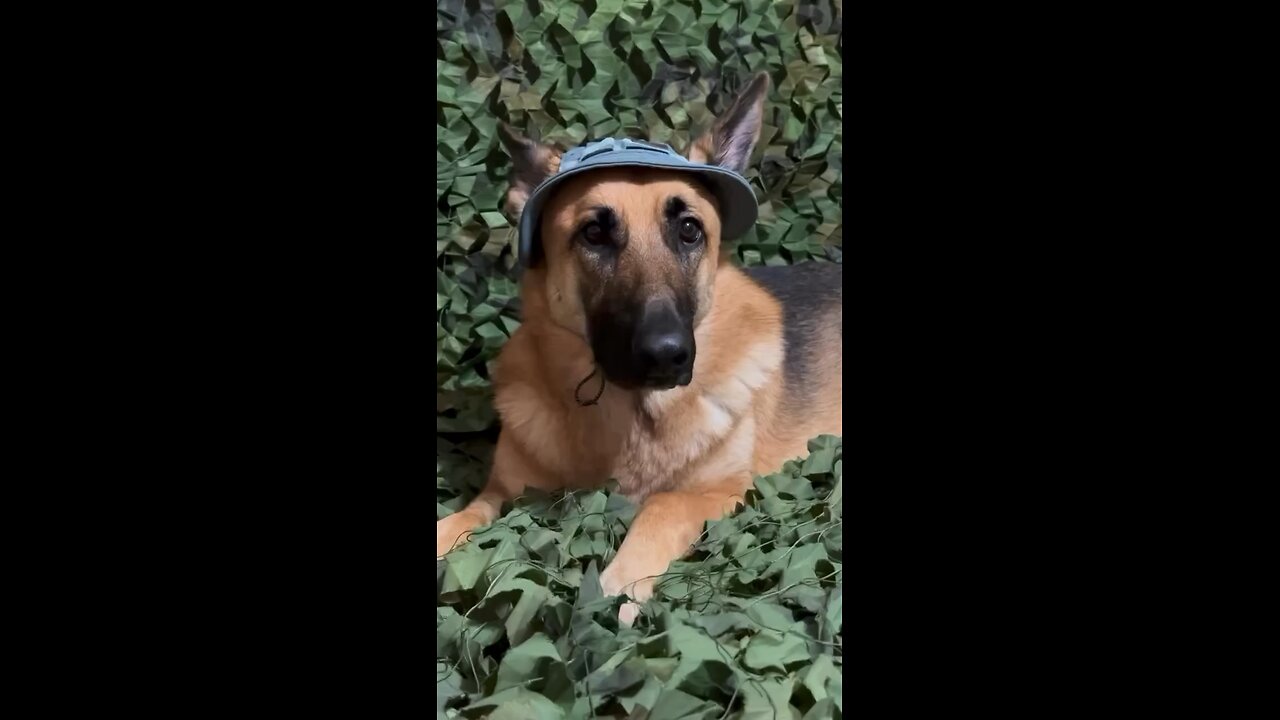 German Shepherd funny jokes 🤣🤣