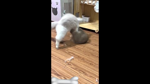 Cat fight