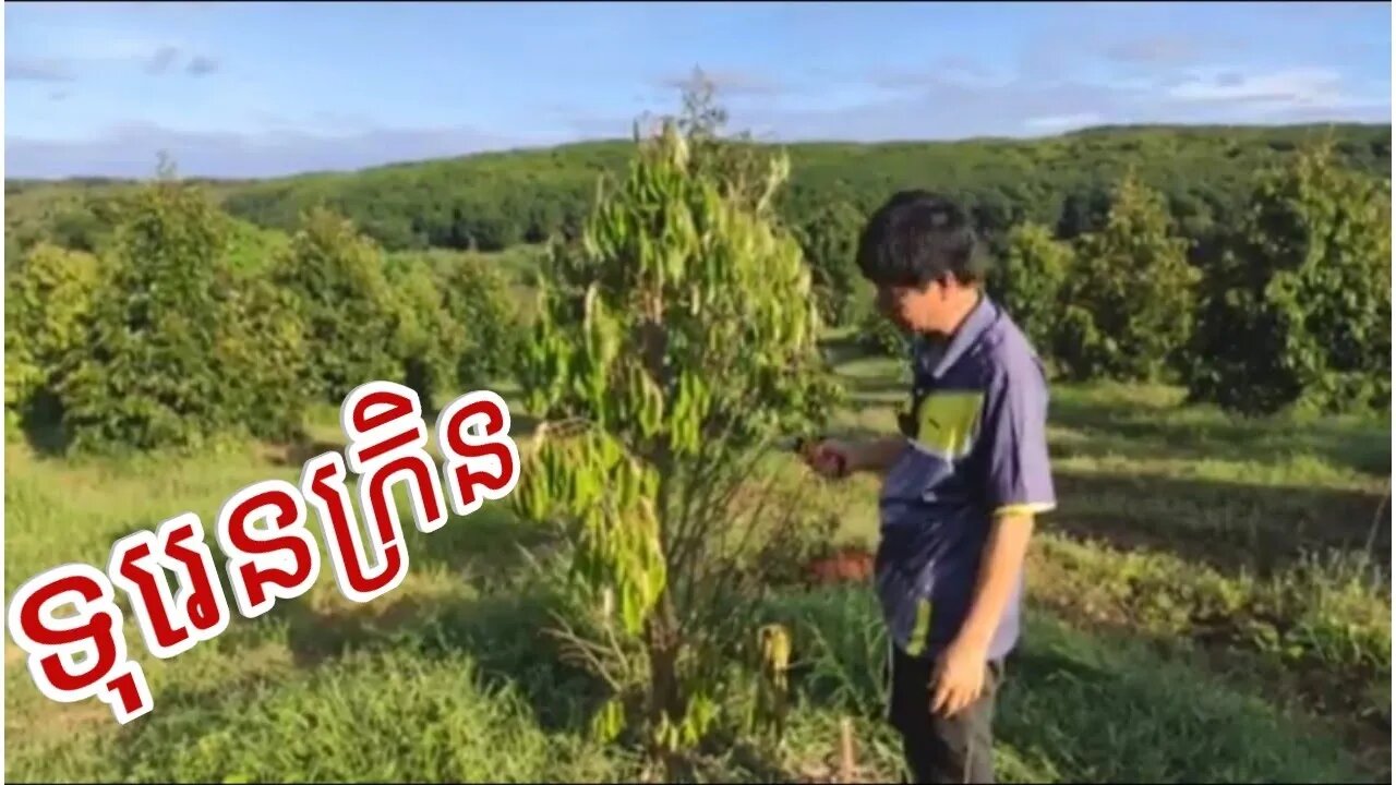 ហេតុអ្វីបានទុរេនក្រិន?