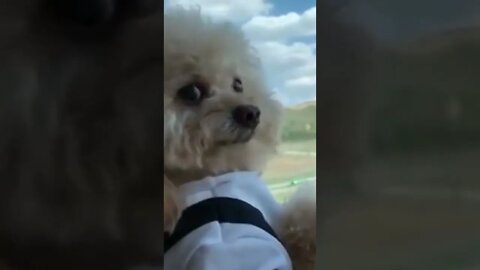 Seeing the atmosphere #shorts #dog #doglover