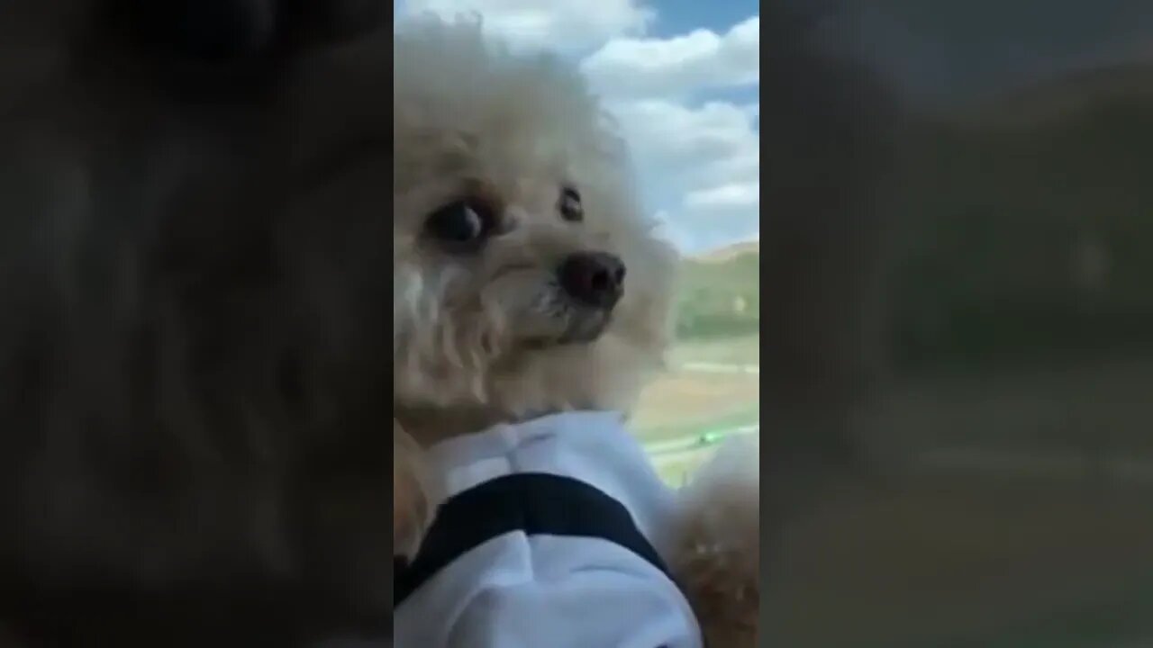 Seeing the atmosphere #shorts #dog #doglover
