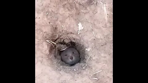 How long is this party going to take…I have to get up for work tomorrow people! 😏😂🦡🕳