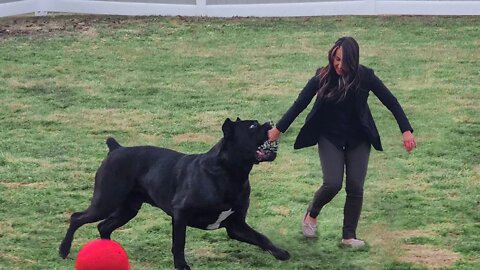 Giant Cane Corso Plays Raw Home Video 🔥