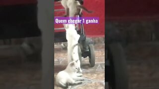 Quem subir primeiro ganha peixes !