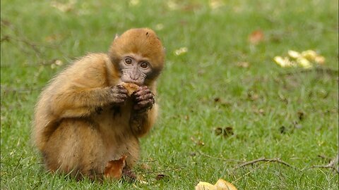Wildlife Animals -Cute Animals -Pet's world
