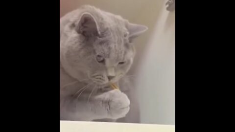Funniest Cat And Dogs 😂