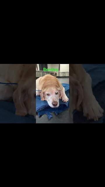 [Shorts 0120] BENTLEY [#dogs #doggos #doggies #puppies #dogdaycare]