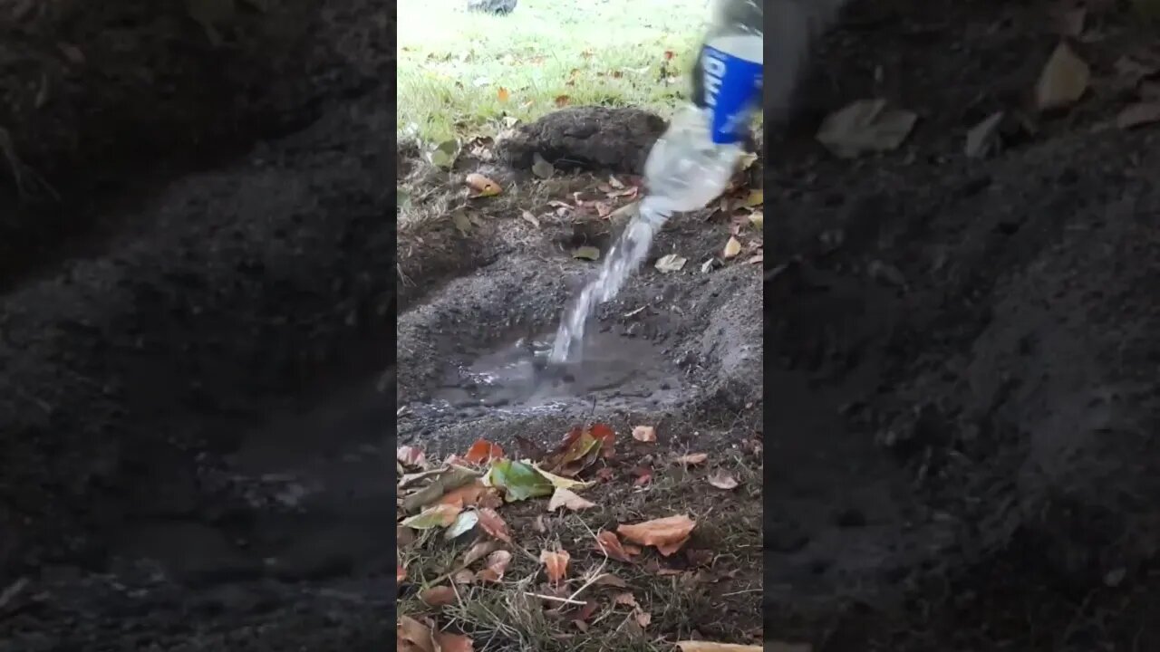 dousing . pouring water on a dug pit to make it cool.
