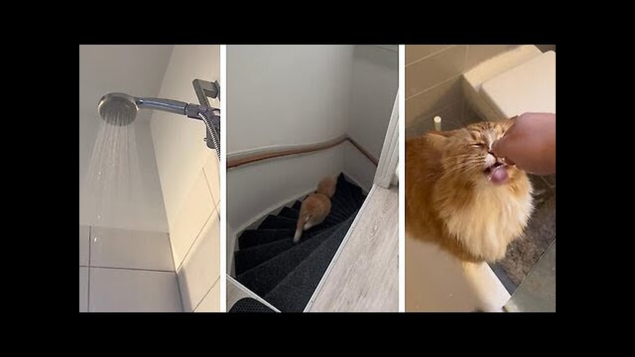 Watch this cat’s reaction when they turn on the shower #shorts