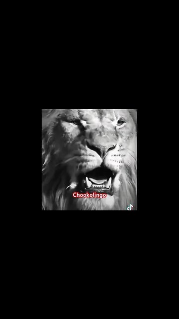 #chookolingo #riseup