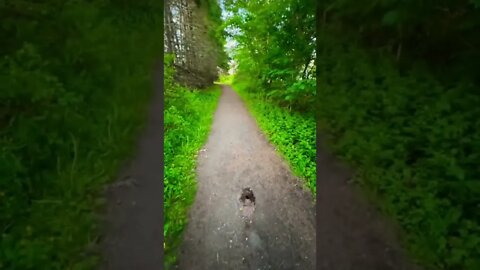 Random sinkhole on a trail