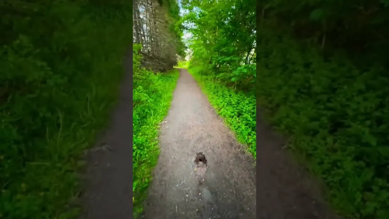 Random sinkhole on a trail