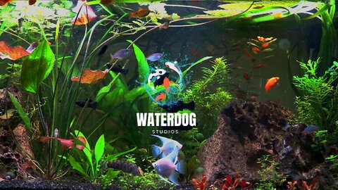 Relax, You've Got This! - Live Planted Aquarium and Lofi