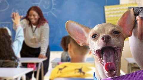 We have animal videos with monkey, dog and cat. Our animal videos are full of fun and laughter.