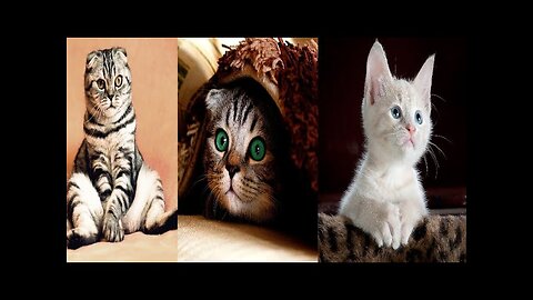 Jumping Cats | Funny cat moments