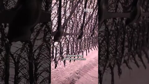 Amazing net to capture rainwater drops it converts into drinking water