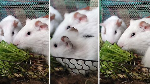 Rabbit 🐇 or mouse 🐿️ ???? is very hungry 😔