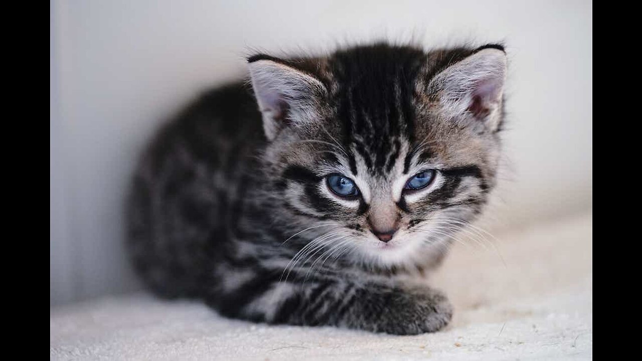 Funny Cats and Kittens Meowing Compilation