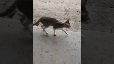 Cats in our farm 🐱😍 -3