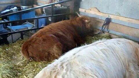 UP State Fair - Inside the Scottish Highland Cattle barn