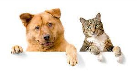 Funniest Dogs And Cats Videos 😅 - Best Funny Animals Videos 2023😇#1