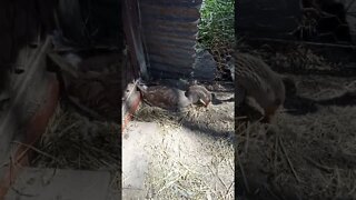 My Goose Freckles all grown up sitting on eggs