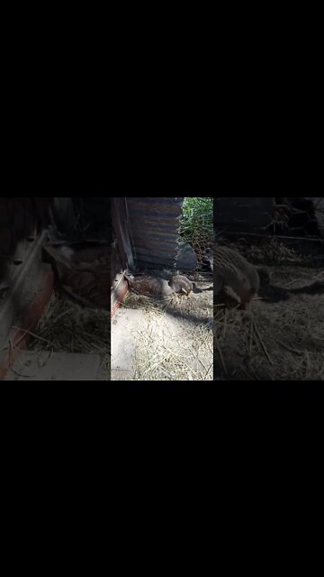 My Goose Freckles all grown up sitting on eggs